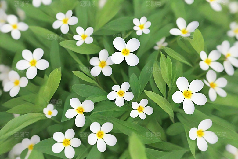 山莨菪植物插图图片