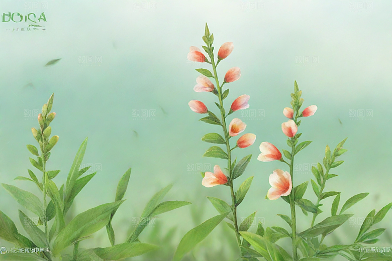 山莨菪植物插图图片