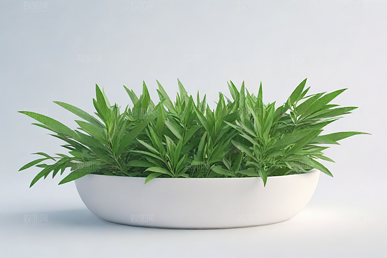山莨菪植物插图图片