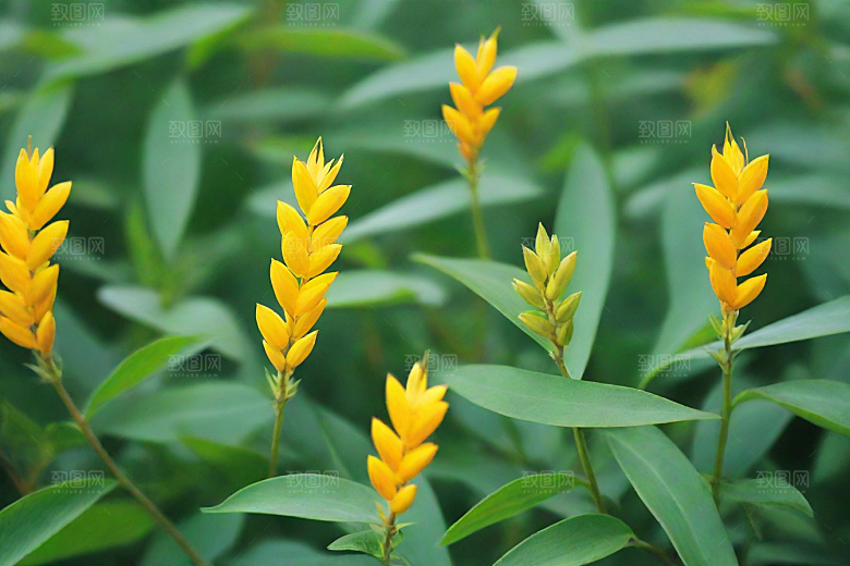 山莨菪植物插图图片