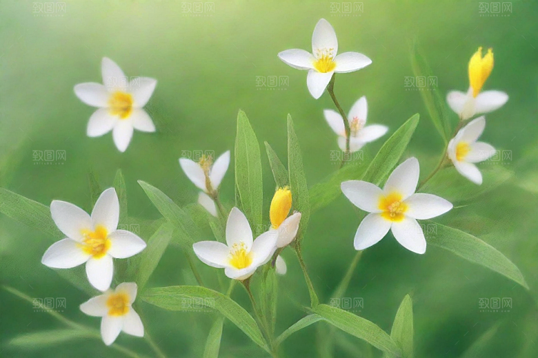山莨菪植物插图图片
