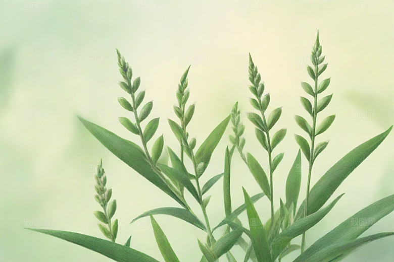 山莨菪植物插图图片