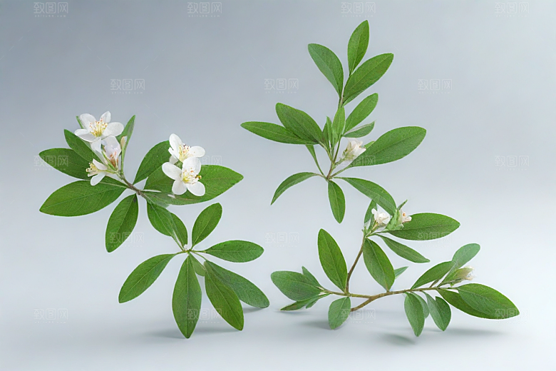 山莨菪植物插图图片