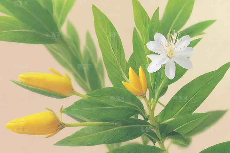 山莨菪植物插图图片
