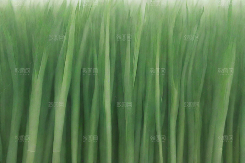大葱植物插图图片