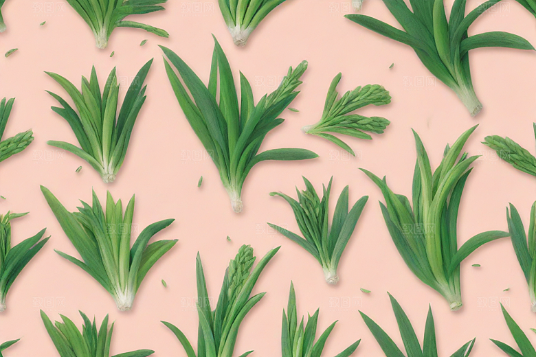 大葱植物插图图片