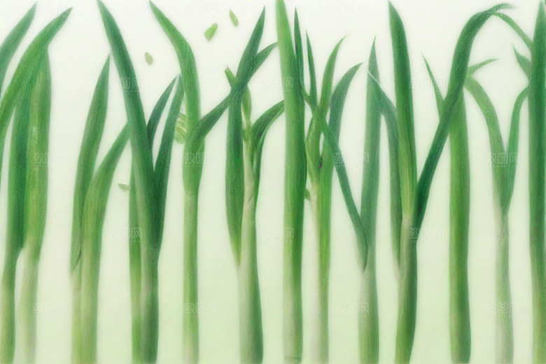 大葱植物插图图片