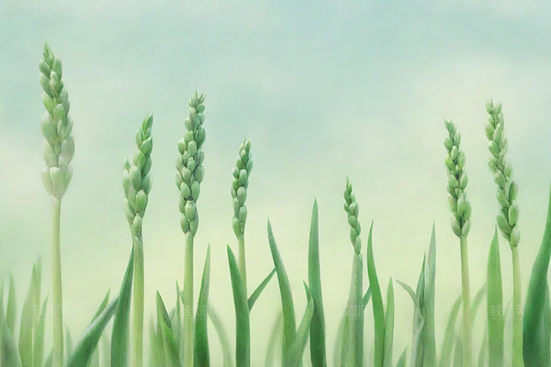 大葱植物插图图片
