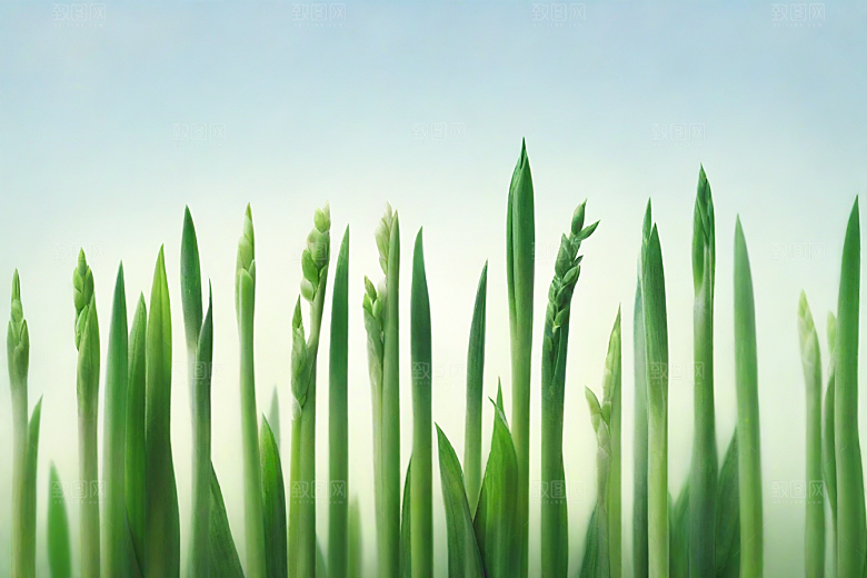 大葱植物插图图片