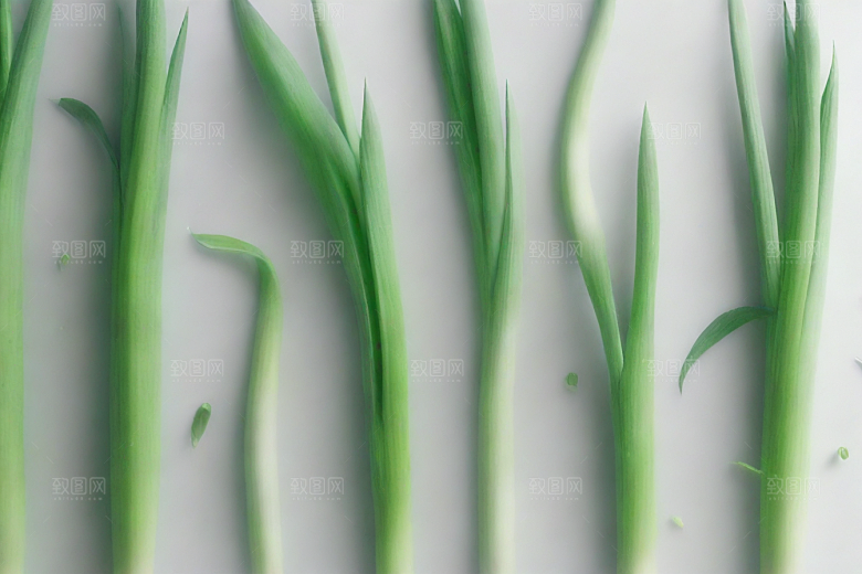 大葱植物插图图片
