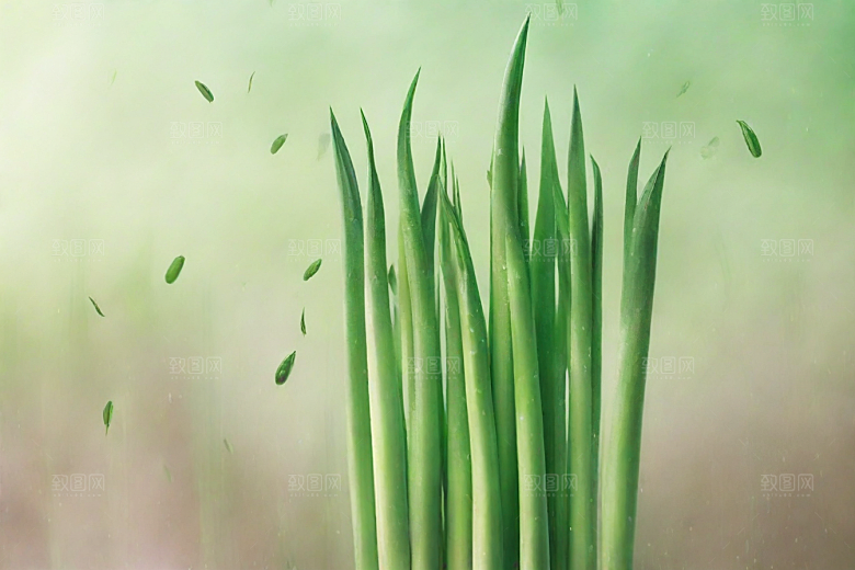 大葱植物插图图片