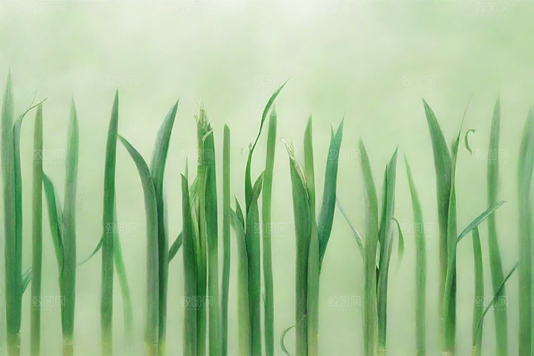 大葱植物插图图片