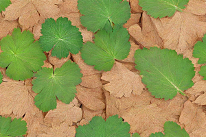黄柏植物插图图片