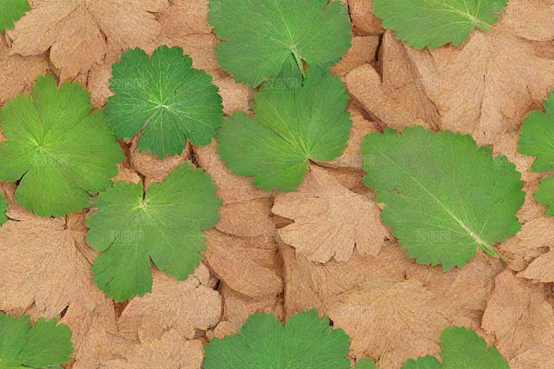 黄柏植物插图图片