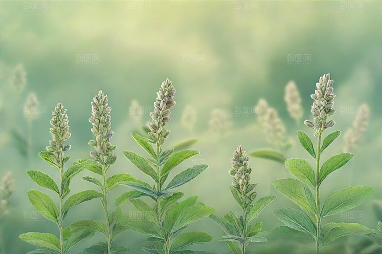 没药植物插图图片