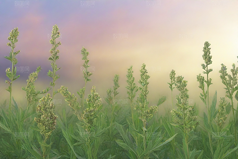 没药植物插图图片