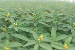 没药植物插图图片