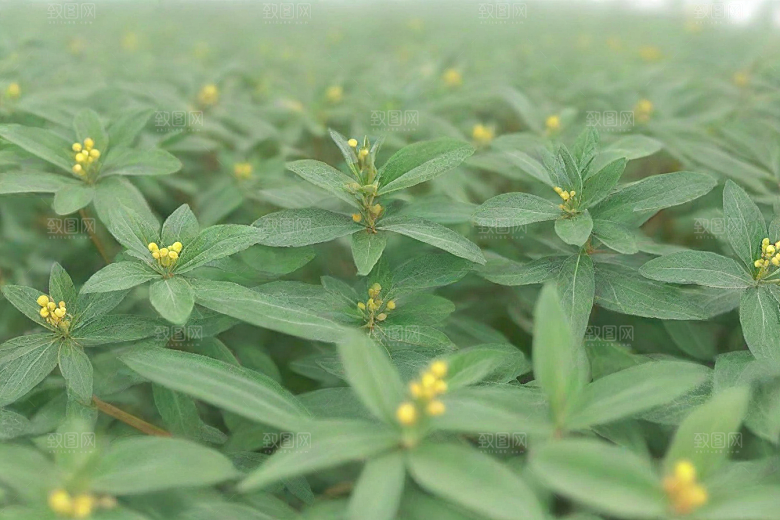 没药植物插图图片