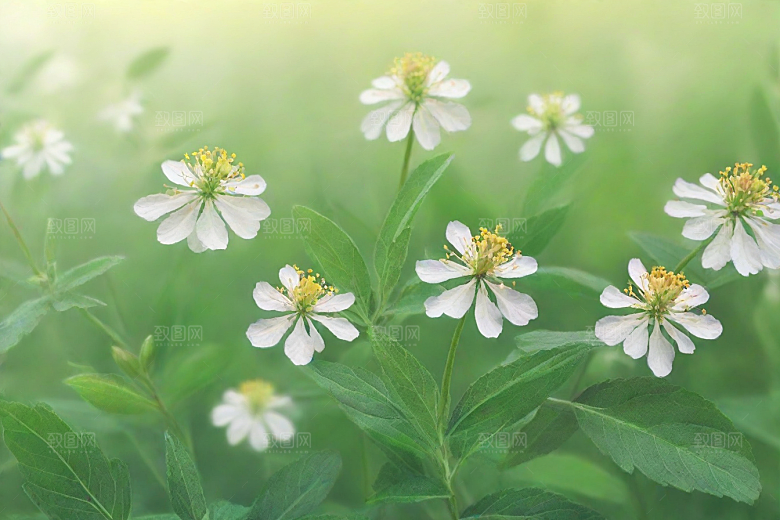 没药植物插图图片