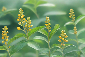 没药植物插图图片