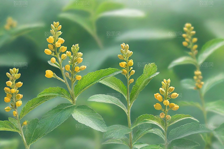 没药植物插图图片