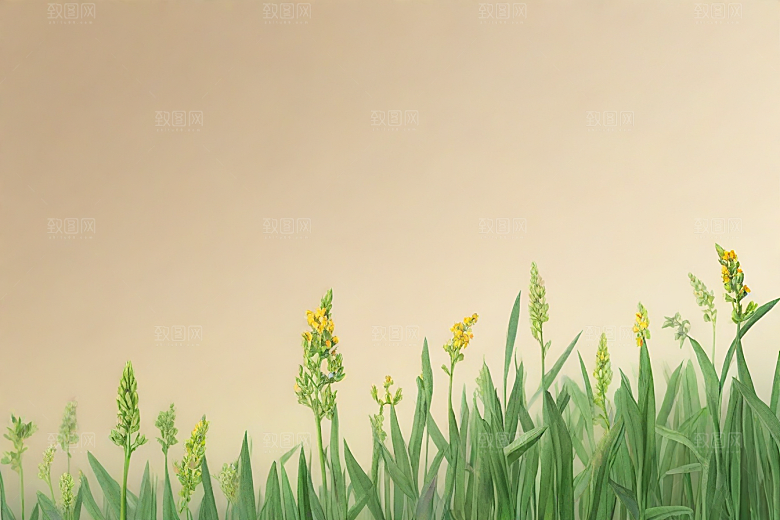 半夏植物插图图片