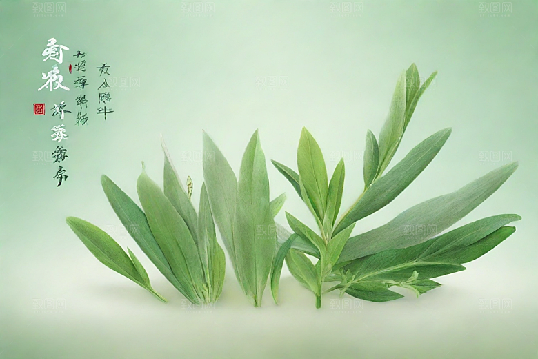 半夏植物插图图片