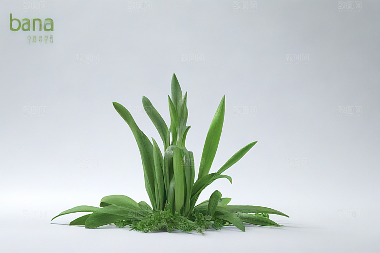 半夏植物插图图片