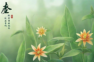 半夏植物插图图片