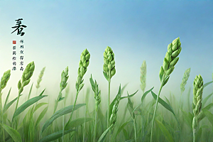 半夏植物插图图片
