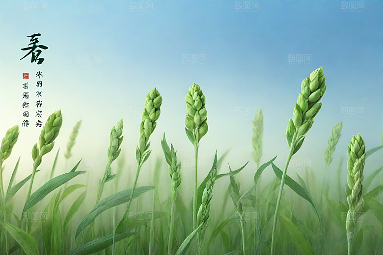 半夏植物插图图片