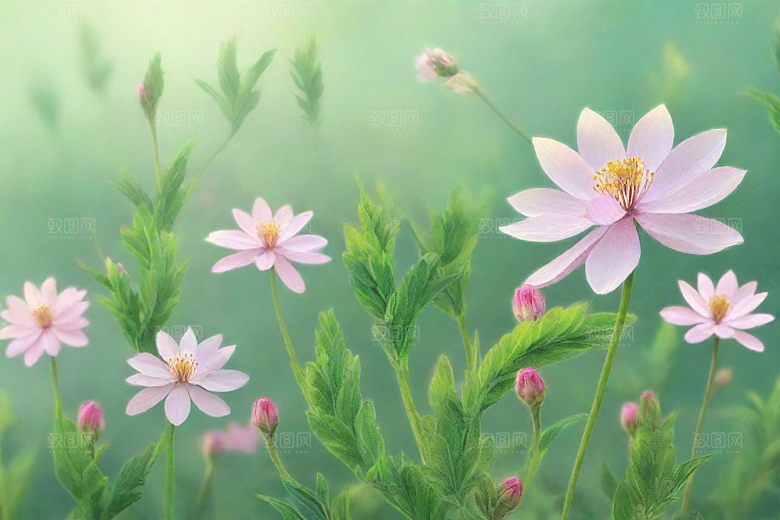 半夏植物插图图片