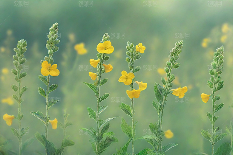 玄参植物插图图片