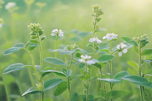 玄参植物插图图片