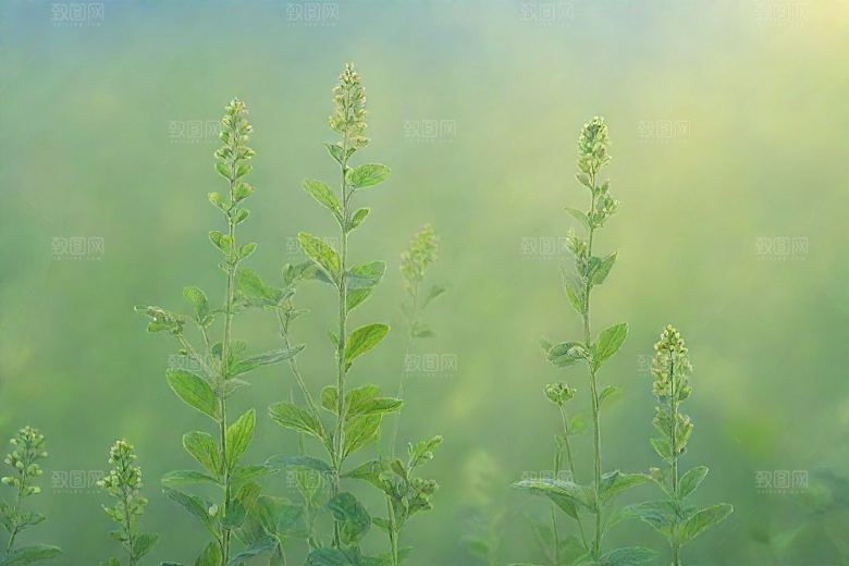 玄参植物插图图片