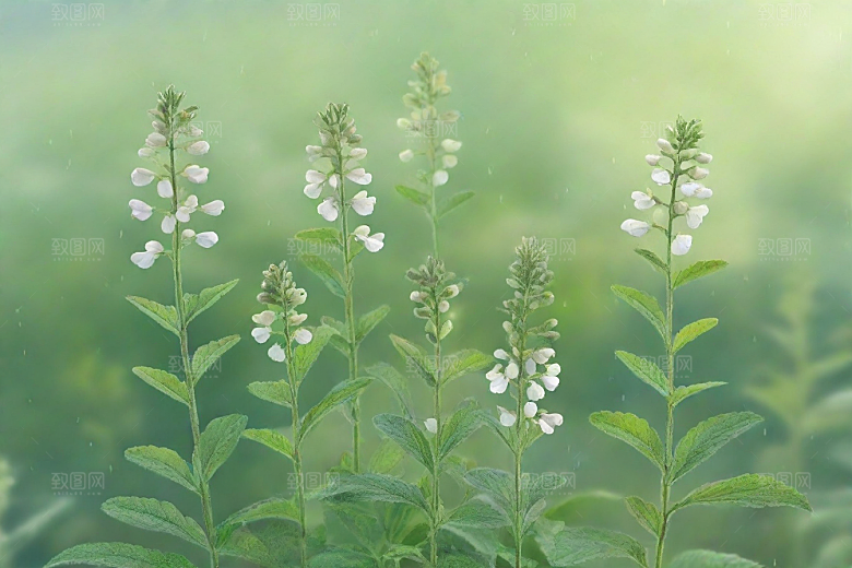 玄参植物插图图片