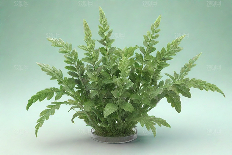玄参植物插图图片