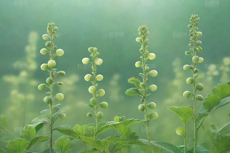 玄参植物插图图片