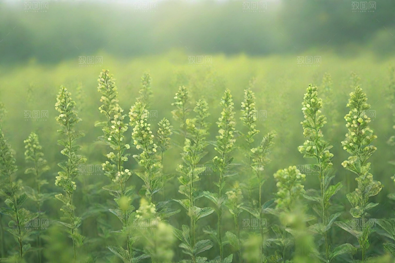 玄参植物插图图片