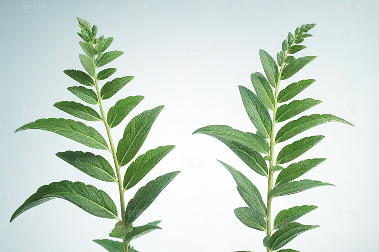 玄参植物插图图片