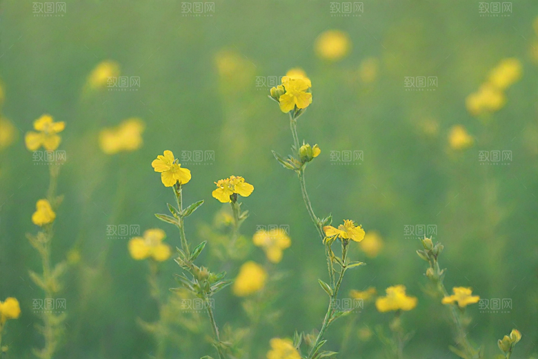 玄参植物插图图片