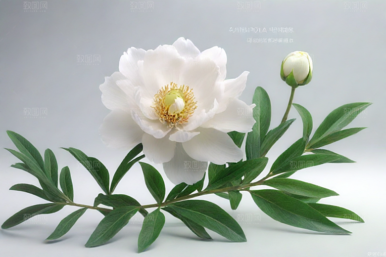 白芍植物插图图片