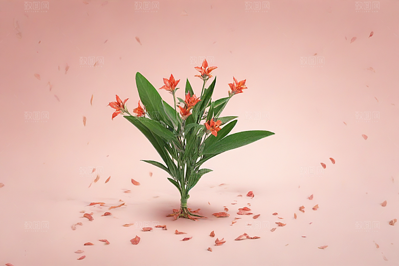 川芎植物插图图片
