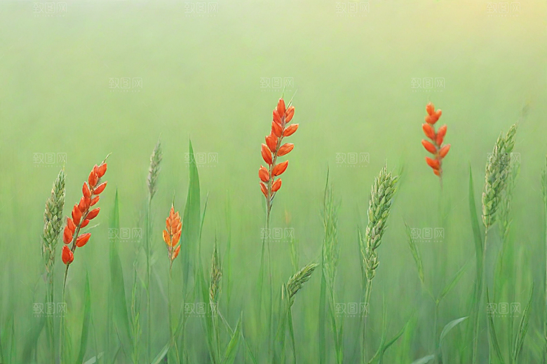 川芎植物插图图片