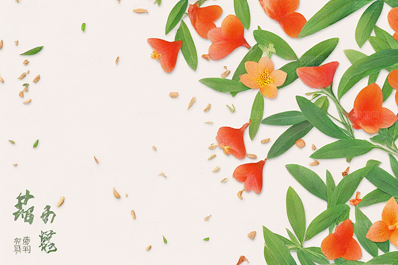 川芎植物插图图片