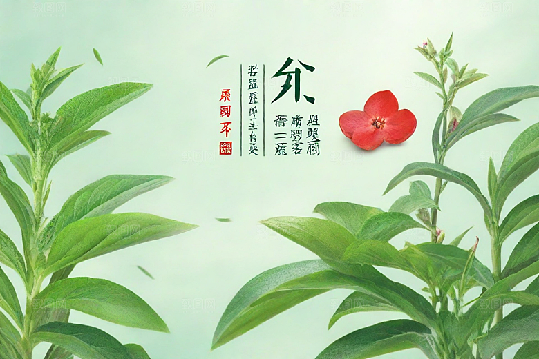 川芎植物插图图片