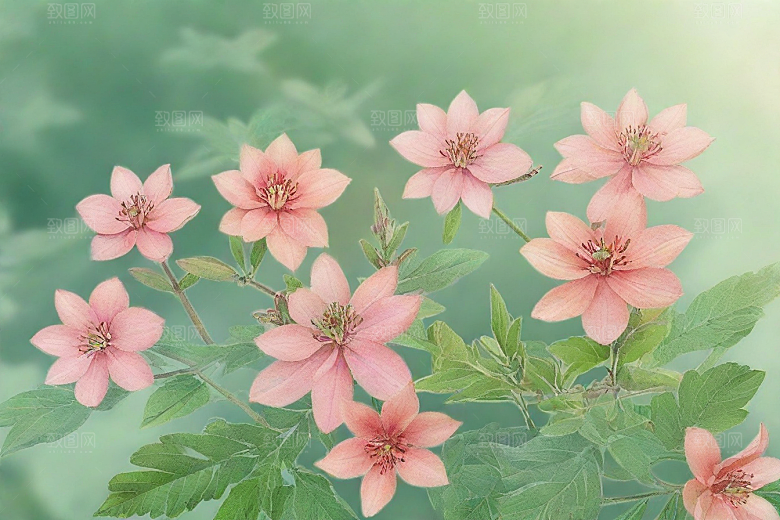 川芎植物插图图片