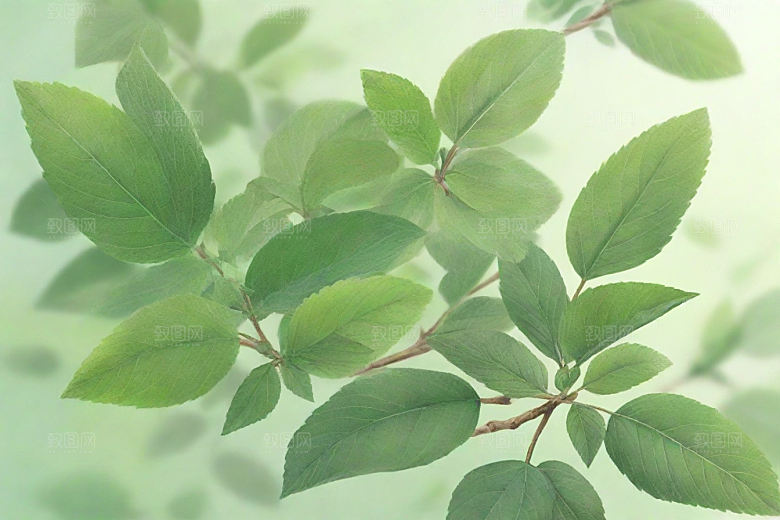 地榆植物插图图片