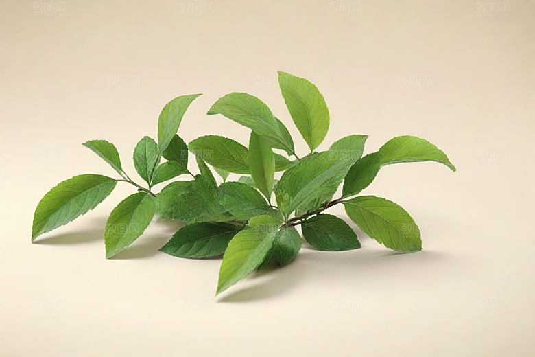 地榆植物插图图片