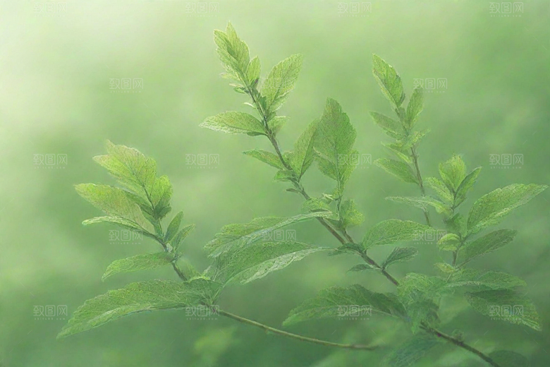地榆植物插图图片